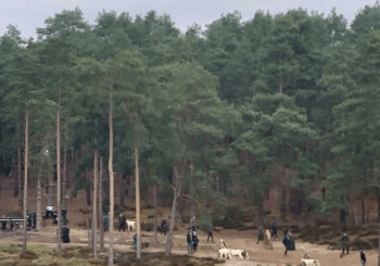 Wiedźmin 2, plan we Frensham Little Pond