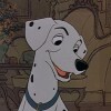 Perdita