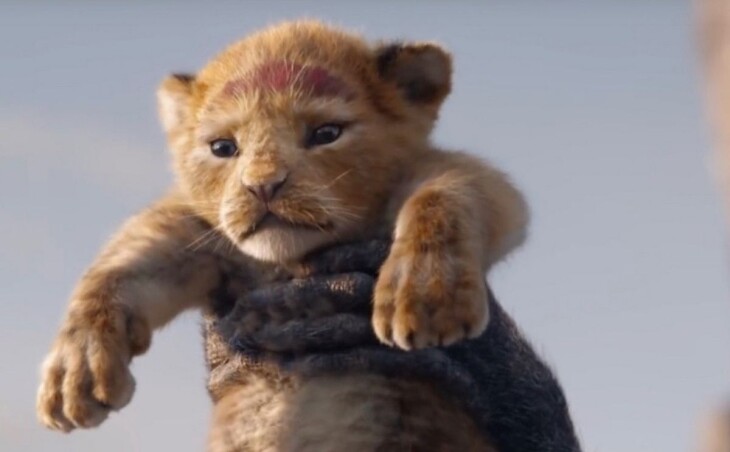 Znajdź swoje miejsce. „Król lew” – pierwszy zwiastun filmu
