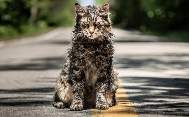 We met new cast members of the prequel to “Pet Sematary”
