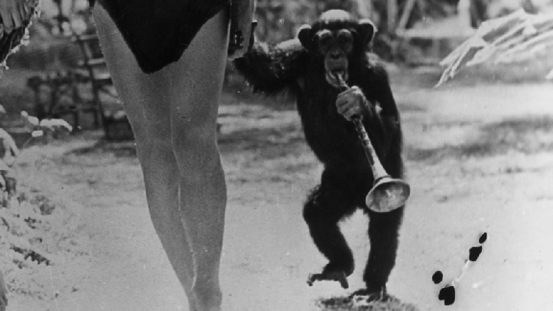 Cheeta – Tarzan