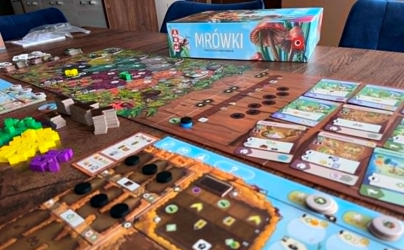 mrówki1 (1)